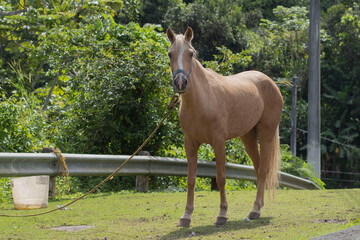 Obraz premium Hermoso Caballo