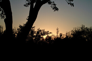 Tree and bush at sunset