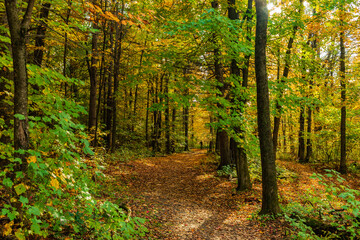 Obraz premium Walking in Chauveau Park