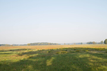 Fototapeta premium A meadow in late summer