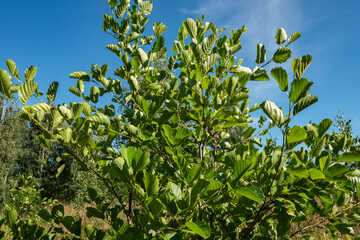 A young alder tree with beautiful green foliage on branches. Nature - close-up tree