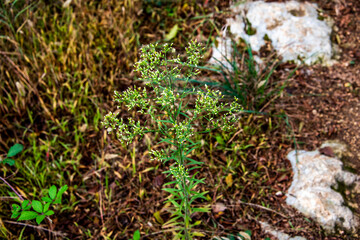 Erigeron Floribundus