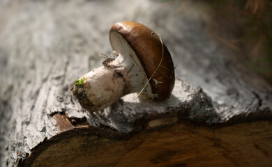 Small autumn mushroom on a wooden background. Natural light, nature, beautiful picture.