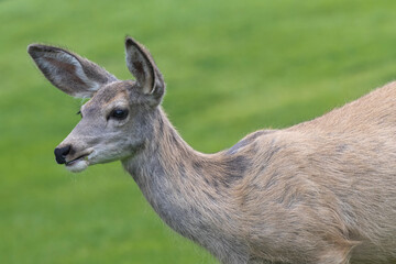 Deer at Radium Hot Springs in British Columbia in closeup portrait