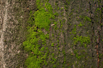 Obraz premium moss on tree