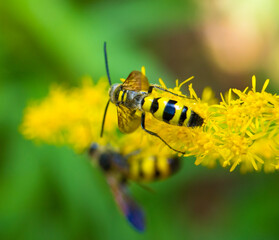 Wasp on Flower
