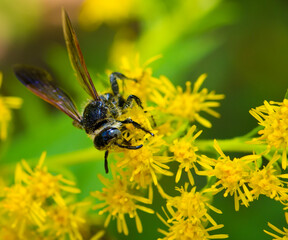 Wasp on Flower