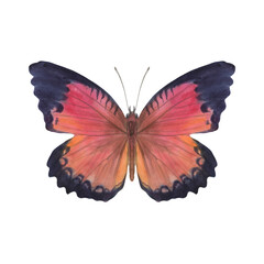 Watercolor butterfly red. Freehand watercolor drawing for design and print.