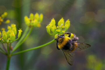 Bumblebee collects nectar on a yellow flower. Bumblebee collects nectar from a flower.