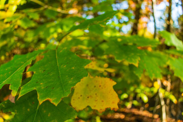 Walking in Chauveau Park