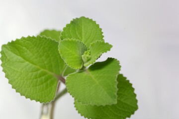 Leaves of a Mexican mint, Coleus amboinicus.