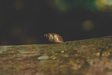 Shell on Bark