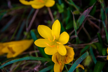 Fototapeta premium Sternbergia Lutea