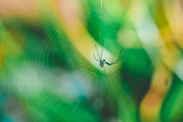 spider on web