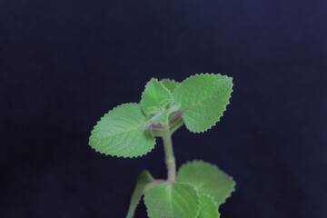 Leaves of a Mexican mint, Coleus amboinicus.