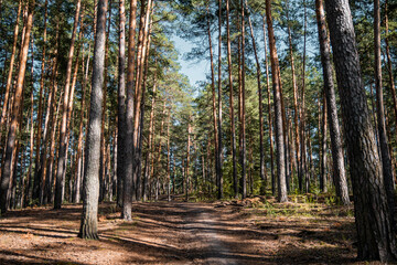 Obraz premium Pine forest view, summer landscape, forest trail.
