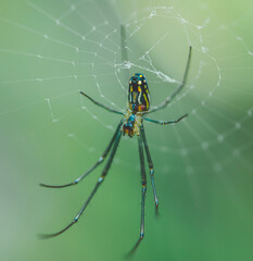 spider on a web
