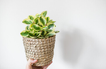 Peperomia Obtusifolia variegated with white and green leaves. Pink border for leaves. in a bamboo pot. 