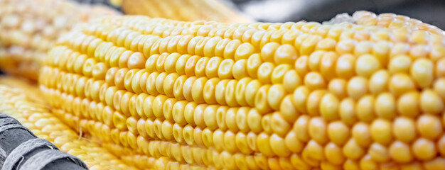 Corn is harvested and dried in sun in baskets and crates on backyard or agricultural farm. Soft focus. Grain as artistic device. Close-up. Outdoors.