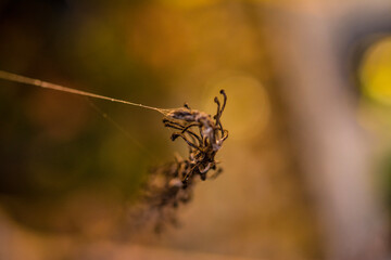 spider on a web