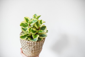 Peperomia Obtusifolia variegated with white and green leaves. Pink border for leaves. in a bamboo pot. 