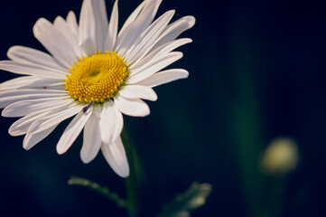 White daisy with insect