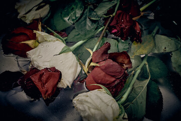 Withered roses in water