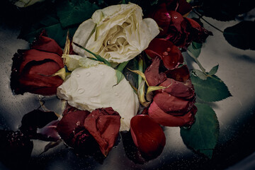 Withered roses in water
