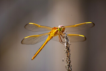dragonfly on a branch