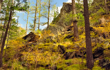 A pine tree in the woods. large conifer.