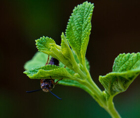 bug on a leaf