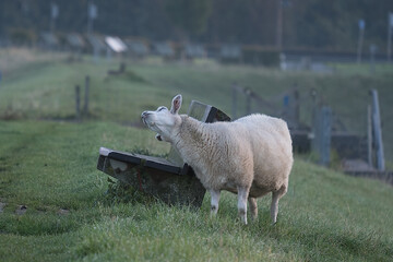 Obraz premium ems, deich, Fehn, ostfriesland, leer, siel, brücke, wasser, fluss, grün, blau, schaf, landschaft, günther, ramm, fotograf, bank, treppen, schiff, schiffahrt, dollart, nordsee, dorf, stadt, urlaub, 