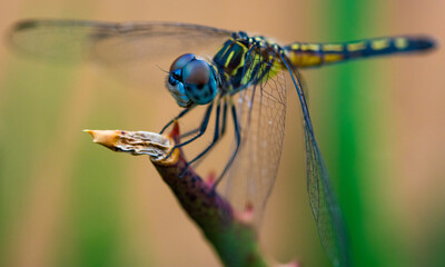 dragonfly on a branch