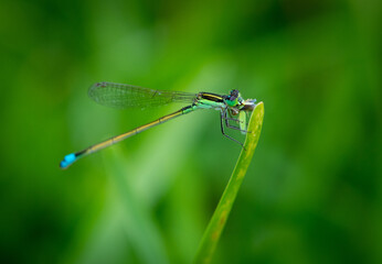blue dragonfly on a green leaf