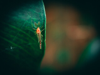mosquito on leaf