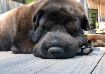 Obraz premium Dog sleeping 