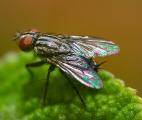 close up of a fly