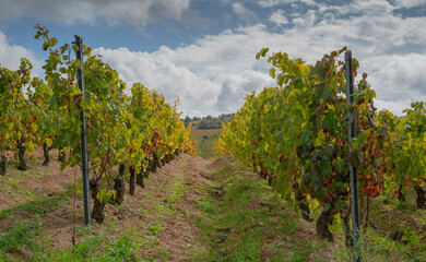 vineyard of the mandrolisai vineyard with autumn colors, arise, central sardinia