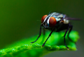 fly on leaf