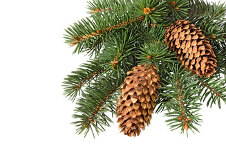 Fir tree branch with cones isolated. Pine branch. Christmas ornament.