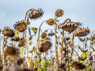 Verwelkte Sonnenblumen auf dem Feld im Herbst