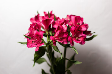 Alstroemeria pink on a white background