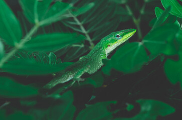 lizard on the tree
