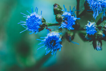 Ants on Flower