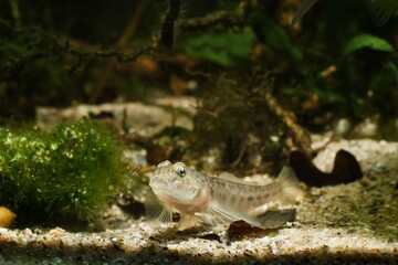 monkey goby, funny juvenile freshwater fish, looks attentively in Southern Bug river biotope...