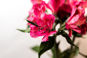 Alstroemeria pink on a white background