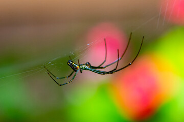 spider on web