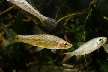 stone moroko or topmouth gudgeon, highly adaptable freshwater fish from East, dominates biotope aquarium and shows aggression, enduring species, ecology threat in European rivers