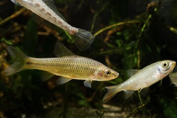 stone moroko or topmouth gudgeon, highly adaptable freshwater fish from East, dominates biotope...