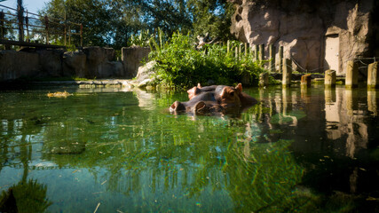 Hippo in water